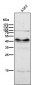 Anti-PAX6 Rabbit Monoclonal Antibody